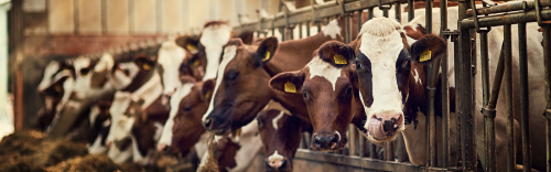 Malkekøer i kvægstald